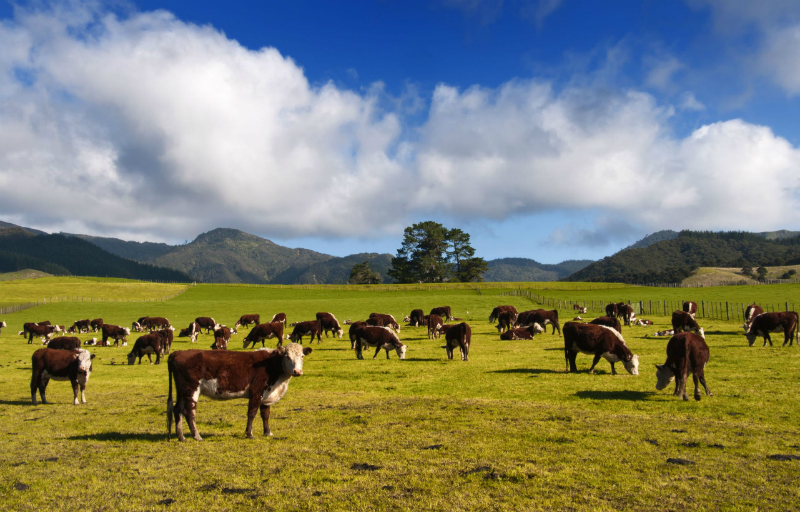 Everything You Need To Know About Bull Leasing