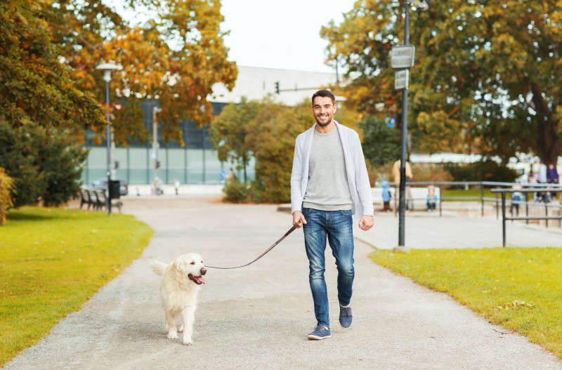 Reasons Why People Should Hire Professional Dog Walking in NYC