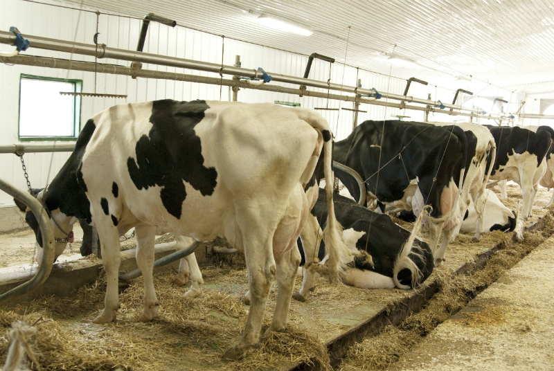 Purchasing Dairy Cows for Sale From the Industry Leader in Cows and Bulls