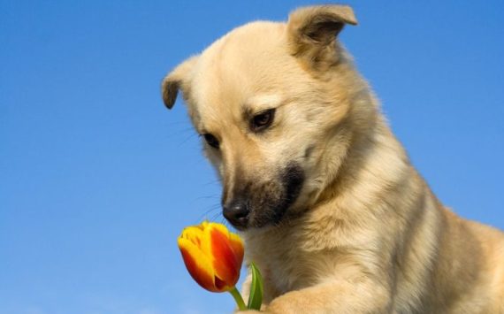 Keeping Your Dog Happy with a Dog Box and Dog Toy Box Subscription