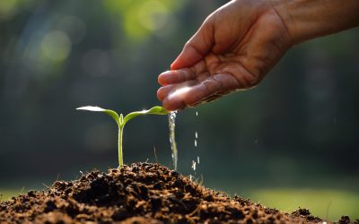Maximizing Weed Control Results With the Right Surfactant For Herbicides in Your Lawn