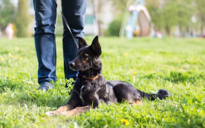 Transform your pet’s behavior through trusted Dog Training Houston TX methods and guidance