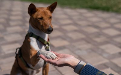 Key Benefits of Behavioral Dog Training Treasure Coast FL for a Stress Free Home Life