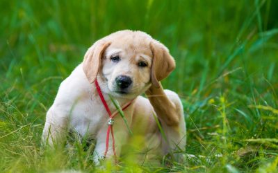 Stress-Free Pet Waste Solutions by Choosing Pooper Scooper Service in Aurora, CO