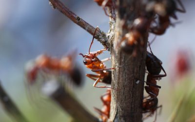 Simple Ways Fire Ant Bait Can Make Outdoor Spaces Comfortable Again