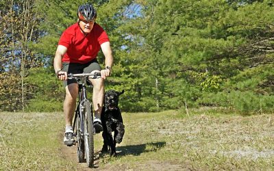 Local families benefit from flexible scheduling when hiring a Dog Walker in NYC service